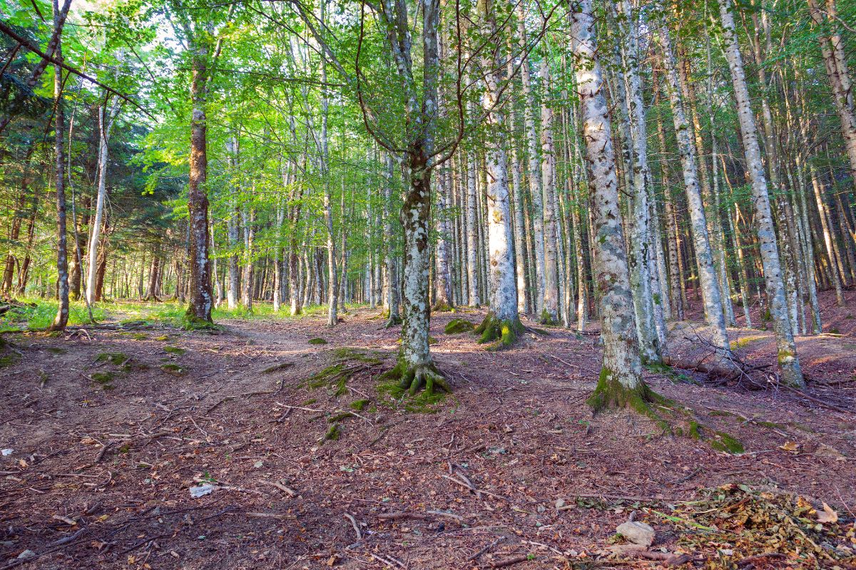 parco casentino